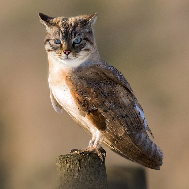 Cats + Owls = Meowls