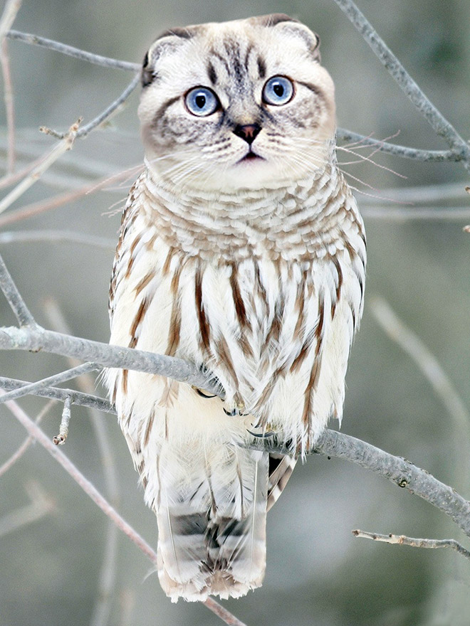 Cats + Owls = Meowls