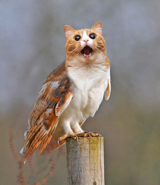 Cats + Owls = Meowls