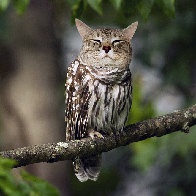 Cats + Owls = Meowls