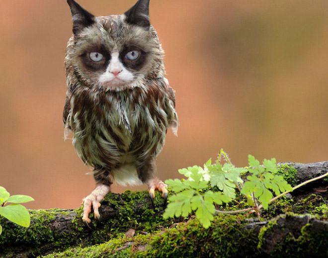 Cats + Owls = Meowls