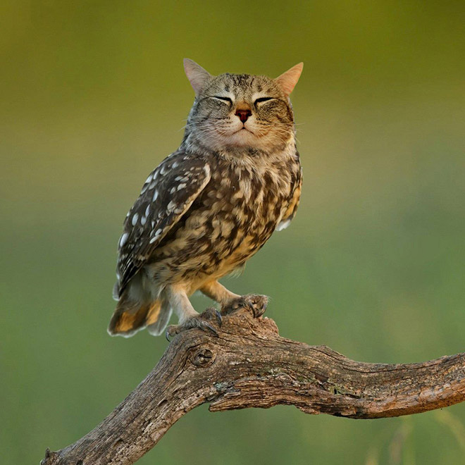 Cats + Owls = Meowls