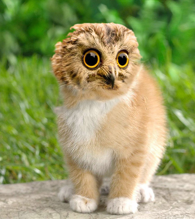 Cats + Owls = Meowls