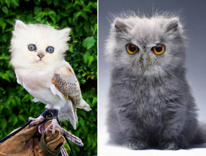Cats + Owls = Meowls