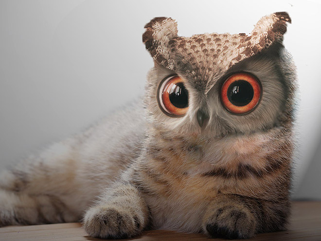 Cats + Owls = Meowls