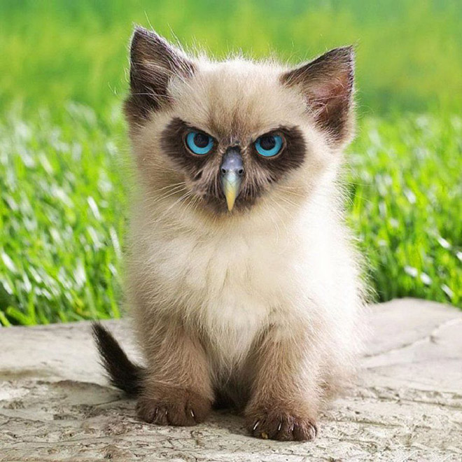 Cats + Owls = Meowls