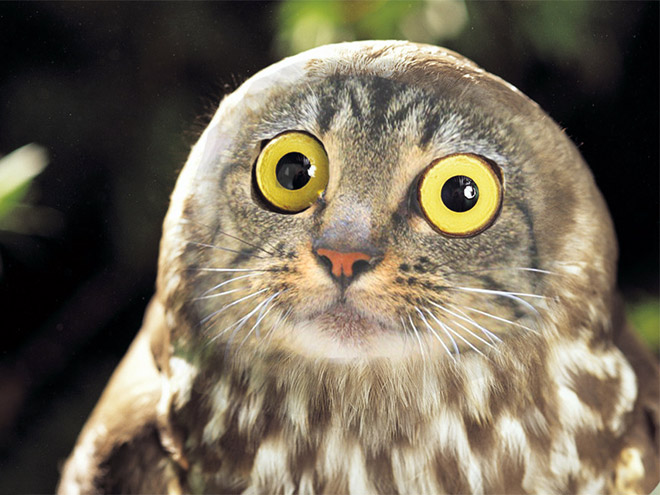 Cats + Owls = Meowls