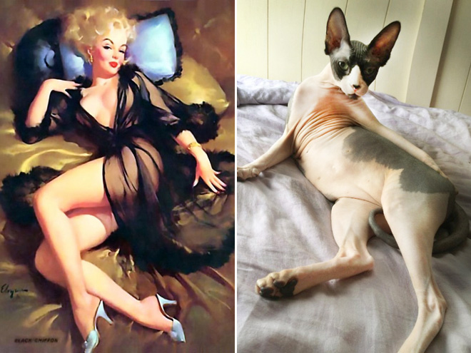 Cats Posing Like Pin-Up Girls