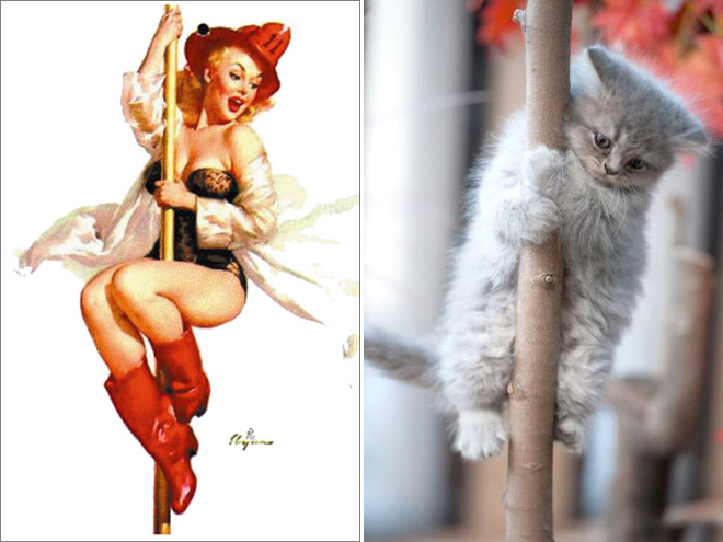 Cats Posing Like Pin-Up Girls