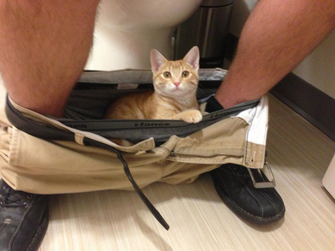 Cats Really Don’t Care About Your Privacy