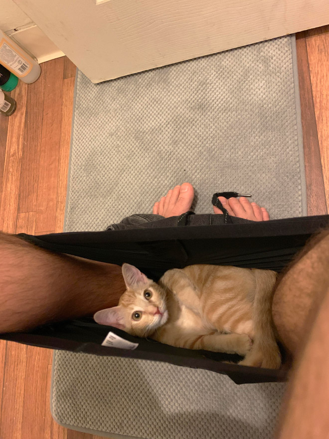 Cats Really Don’t Care About Your Privacy