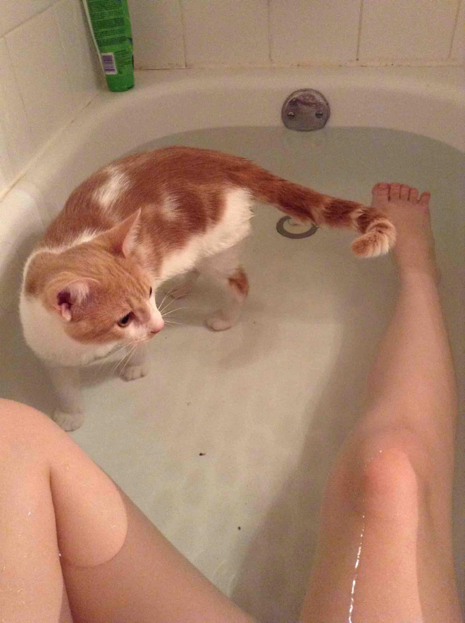 Cats Really Don’t Care About Your Privacy