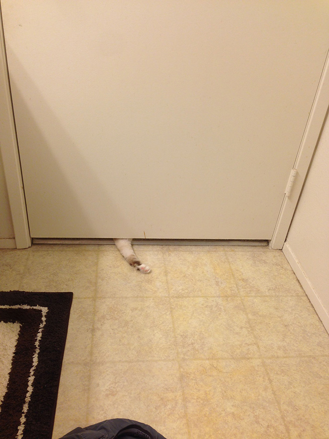 Cats Really Don’t Care About Your Privacy