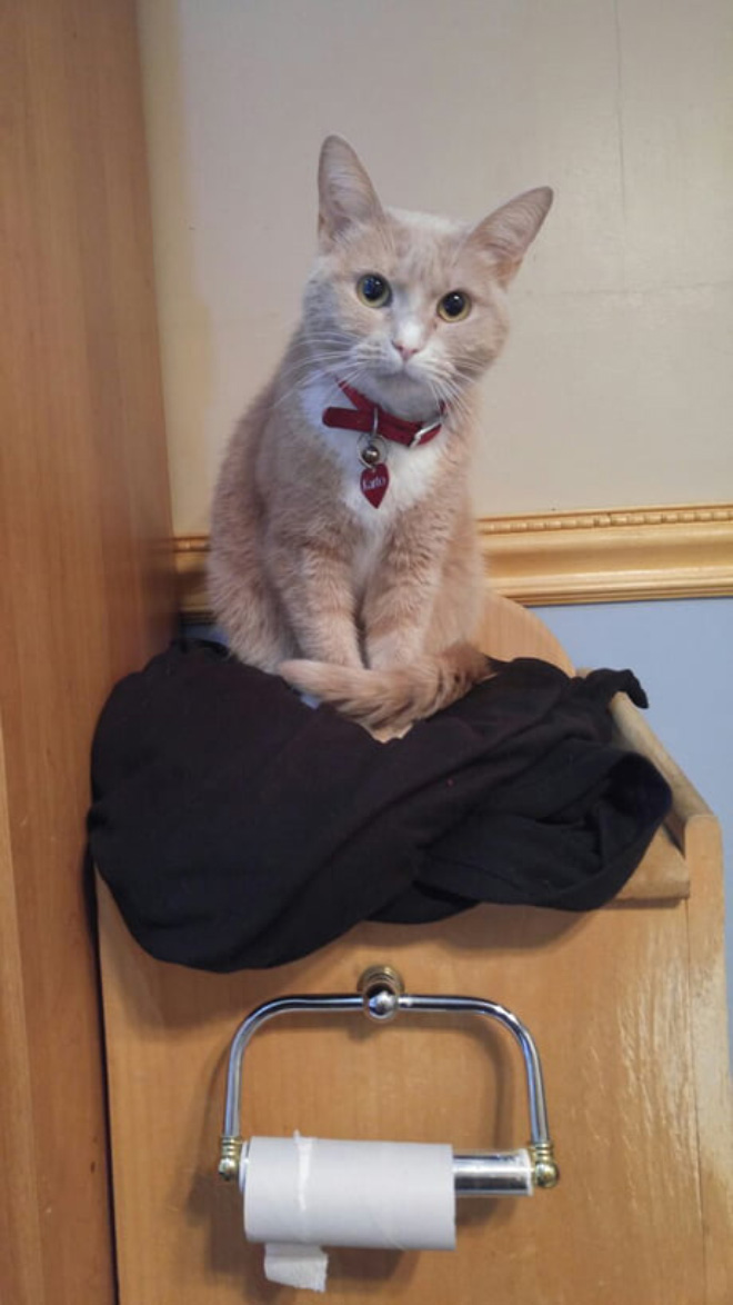Cats Really Don’t Care About Your Privacy
