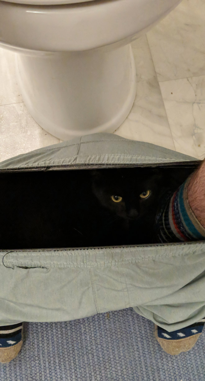 Cats Really Don’t Care About Your Privacy