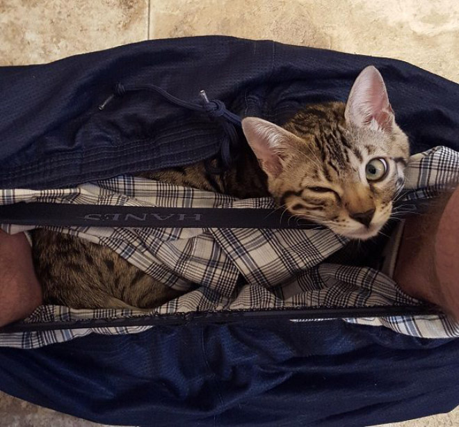 Cats Really Don’t Care About Your Privacy