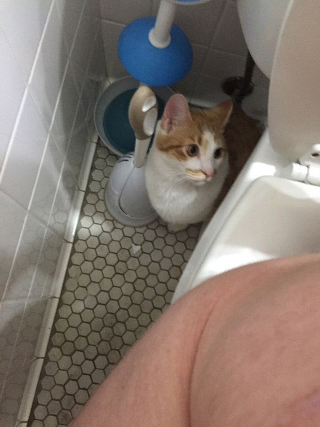 Cats Really Don’t Care About Your Privacy