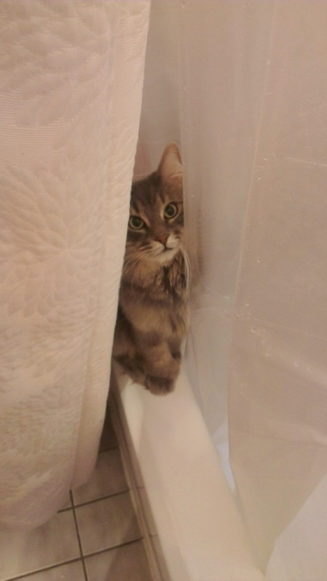 Cats Really Don’t Care About Your Privacy