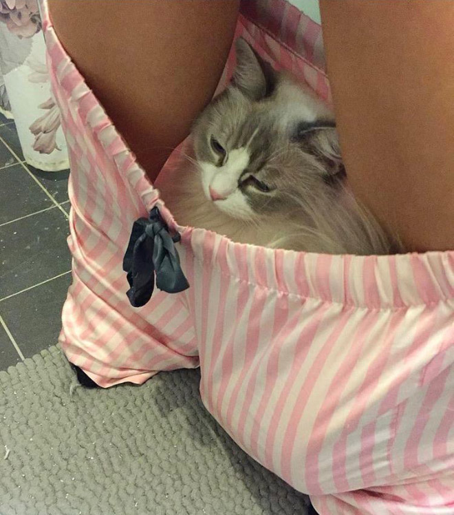 Cats Really Don’t Care About Your Privacy