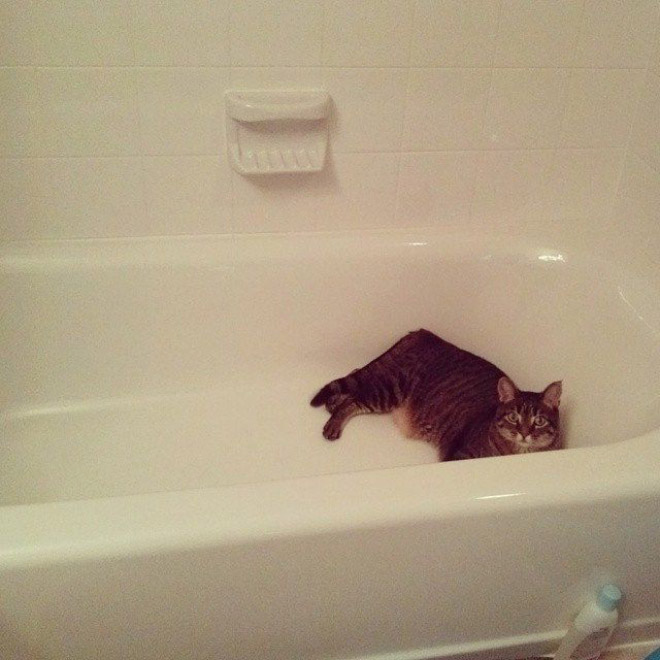 Cats Really Don’t Care About Your Privacy
