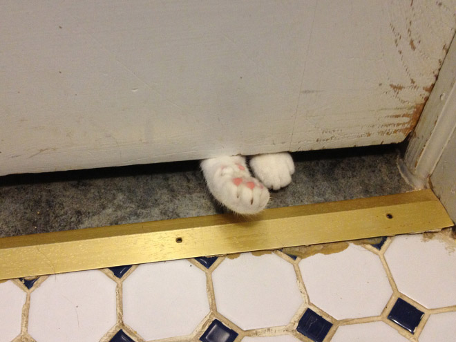 Cats Really Don’t Care About Your Privacy