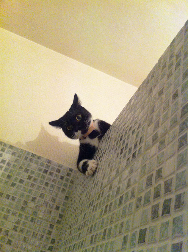 Cats Really Don’t Care About Your Privacy