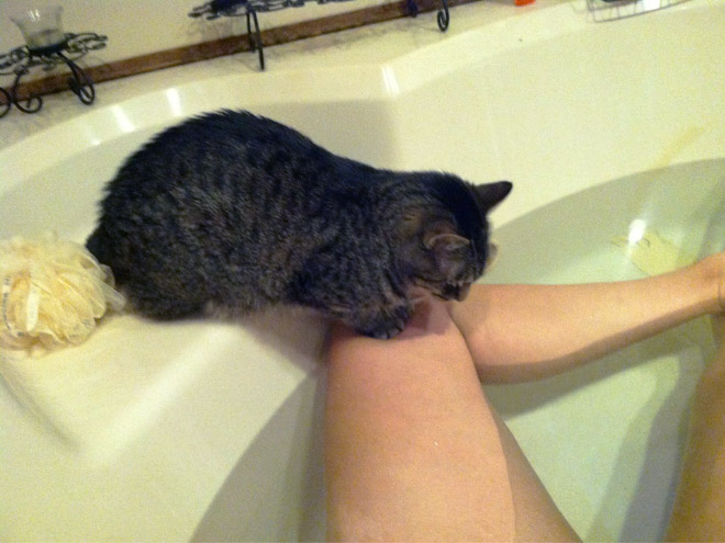 Cats Really Don’t Care About Your Privacy