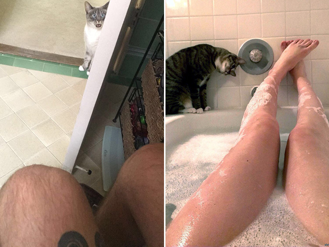 Cats Really Don’t Care About Your Privacy