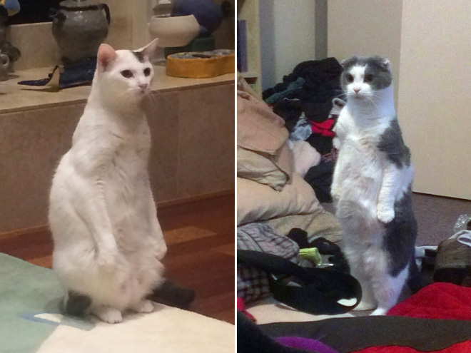 Cats Standing Up