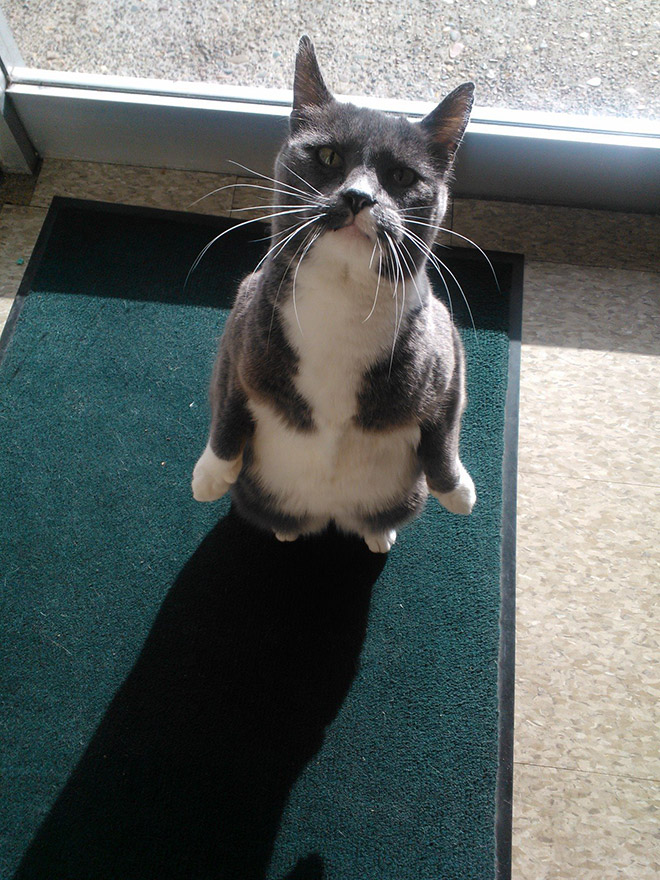 Cats Standing Up