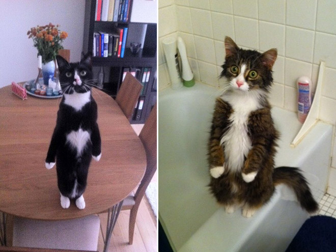 Cats Standing Up