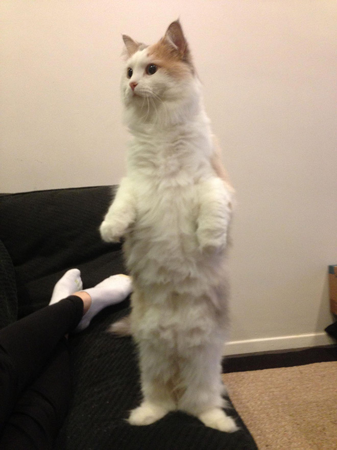 Cats Standing Up