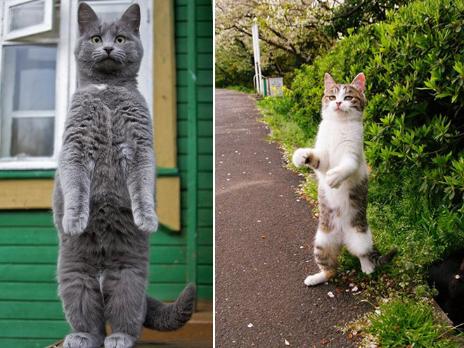 Cats Standing Up