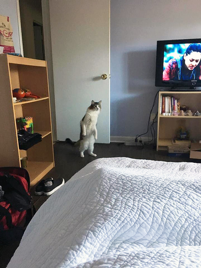 Cats Standing Up