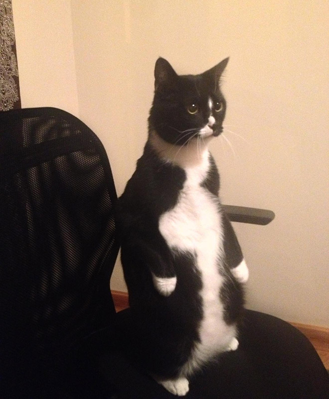 Cats Standing Up