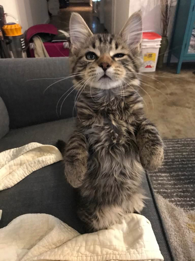 Cats Standing Up