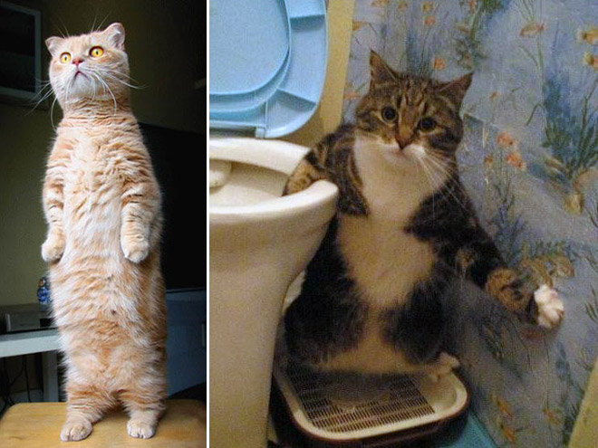 Cats Standing Up
