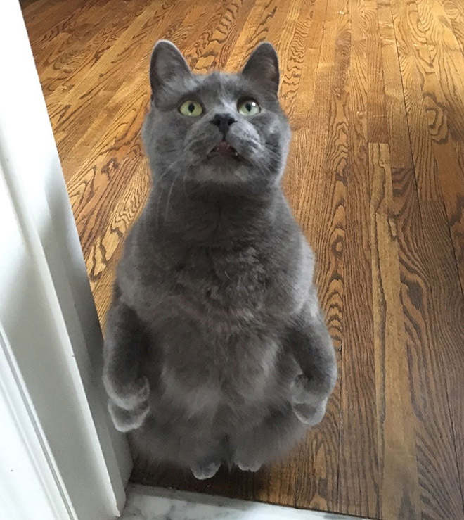 Cats Standing Up