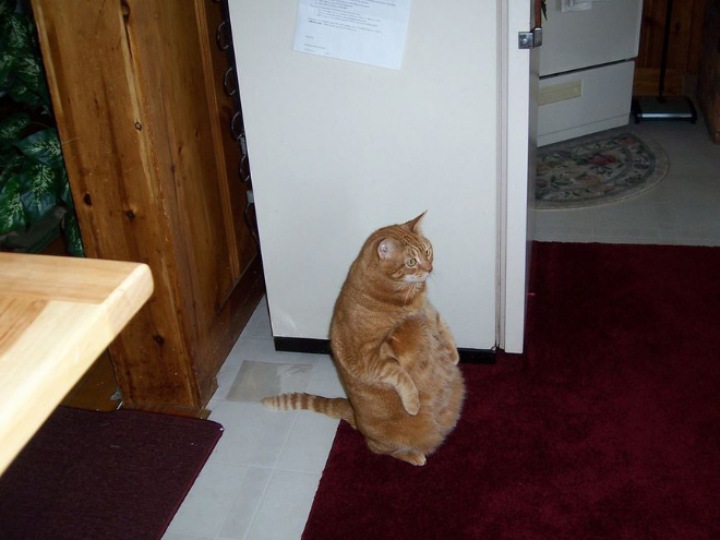 Cats Standing Up
