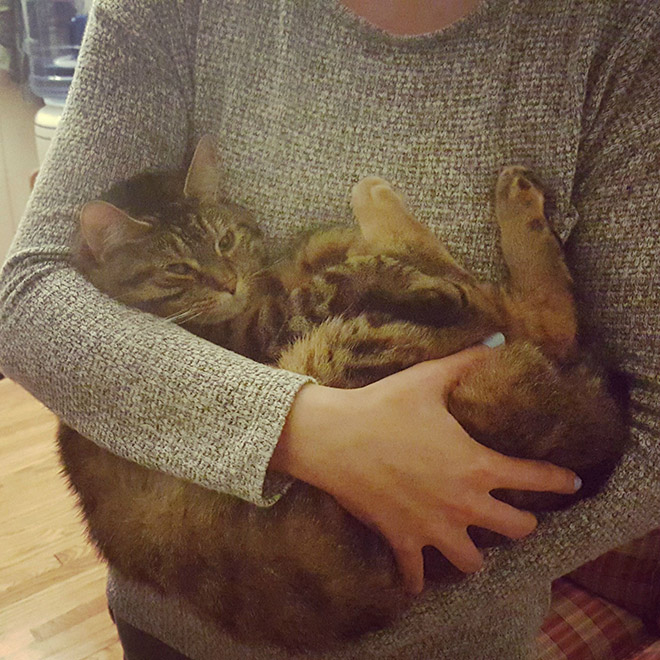 Cats That Don’t Really Want To Cuddle Right Now