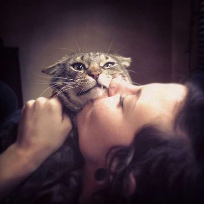 Cats That Don’t Really Want To Cuddle Right Now