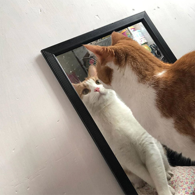 Cats Trying To Figure Out Mirrors