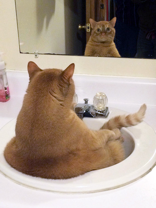 Cats Trying To Figure Out Mirrors