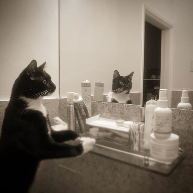 Cats Trying To Figure Out Mirrors