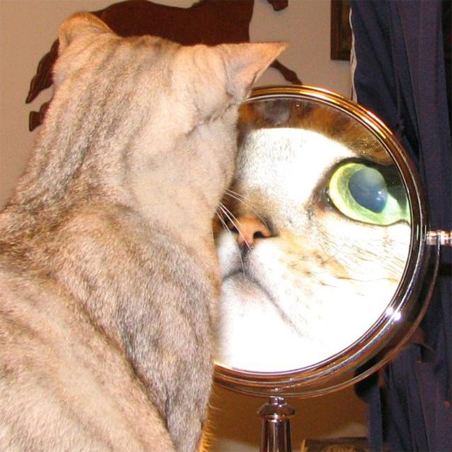 Cats Trying To Figure Out Mirrors