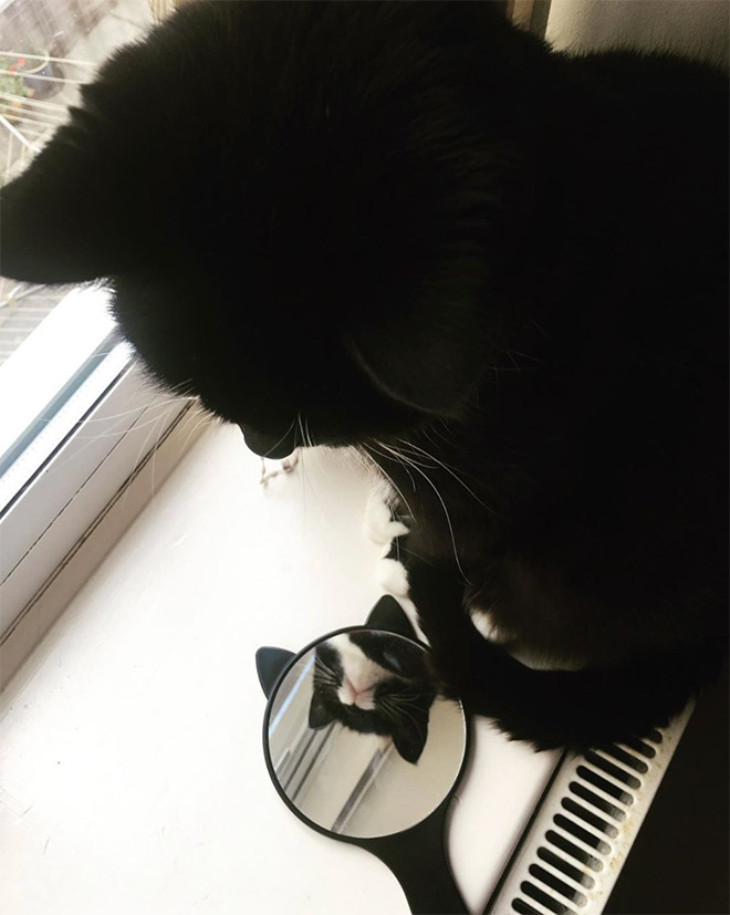 Cats Trying To Figure Out Mirrors