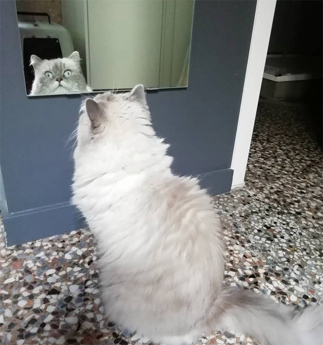 Cats Trying To Figure Out Mirrors