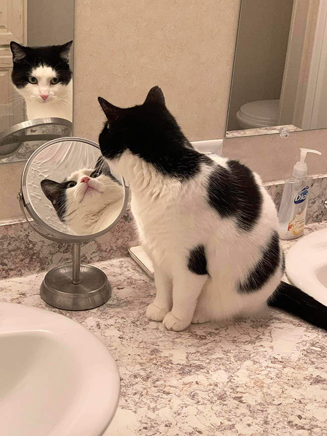 Cats Trying To Figure Out Mirrors