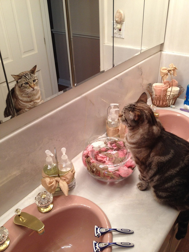 Cats Trying To Figure Out Mirrors