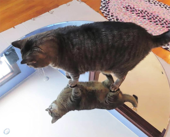Cats Trying To Figure Out Mirrors